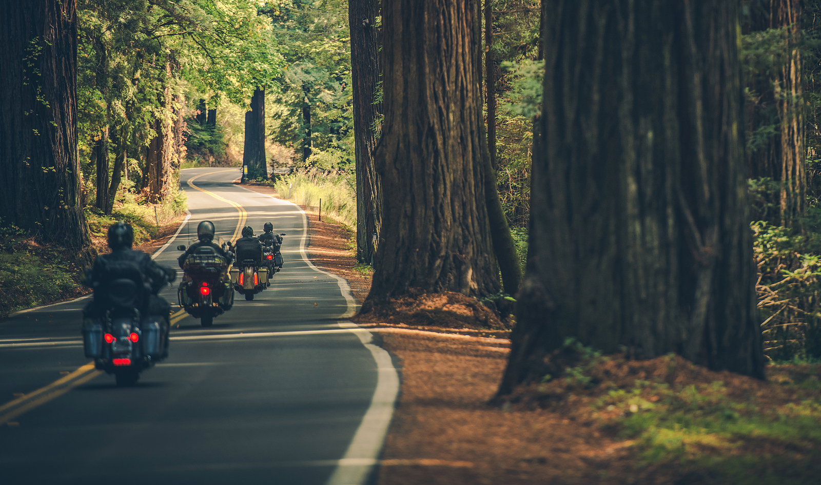 Motorcycle Group Touring Through The Scenic Redwood Highway In N