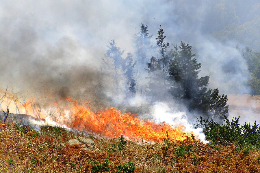 Wildfire Preparedness: Protecting Your Business from the Unexpected