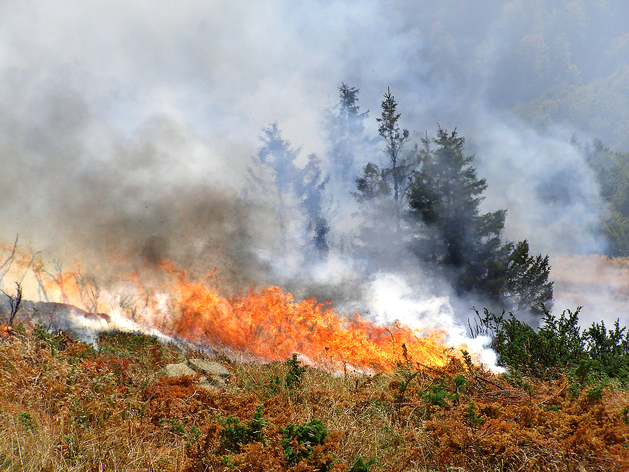 Wild bush vegetation in fire