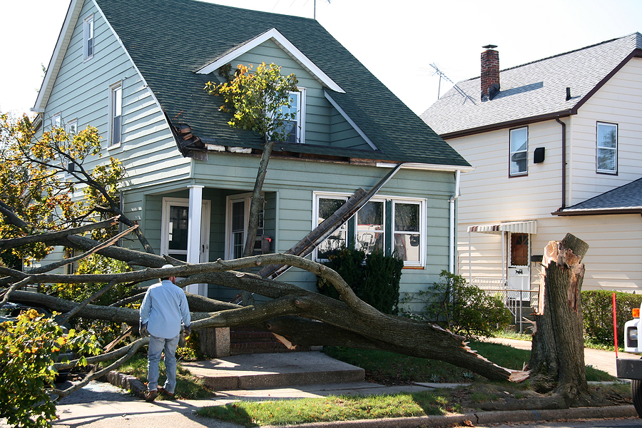 Does Homeowners Insurance Cover Fallen Trees in Connecticut?