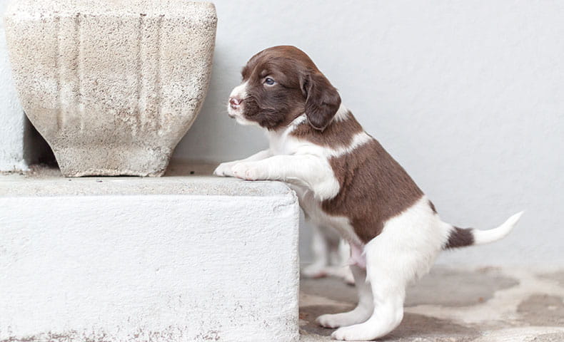 Puppy-Proofing Your Home